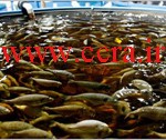 دستگاه تصفیه آب پرورش ماهی